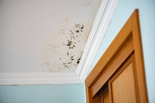 Mold growth on a white ceiling corner near a light blue wall and a wooden door frame.